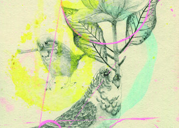 parakeet d. vaute 22x30 cm 2022 céline giraud